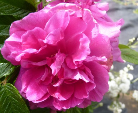 les roses du jardin - Page 2 Le_jar73