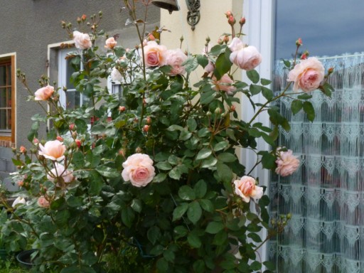 les roses du jardin - Page 2 P1000010