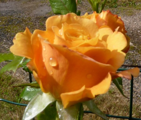 les roses du jardin - Page 2 P1000210