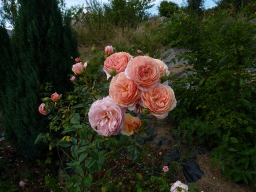 les roses du jardin - Page 2 P1000410