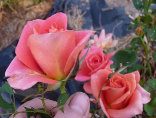 les roses du jardin - Page 2 P1020132