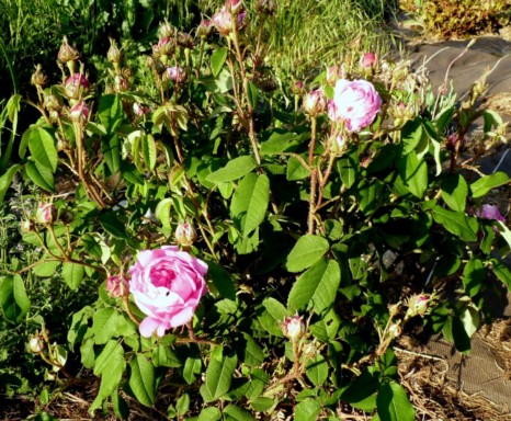 les roses du jardin - Page 2 P1020133