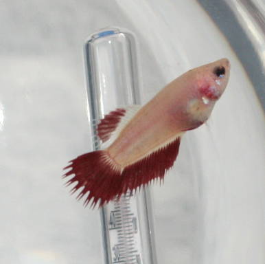 mes Bettas CT d'animalerie Ctf210