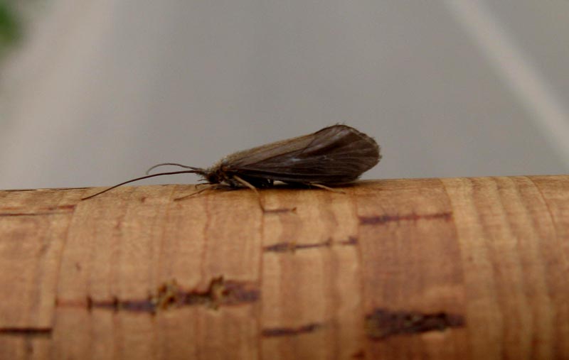 Krznokrilci ( Trichoptera ) Caddis12