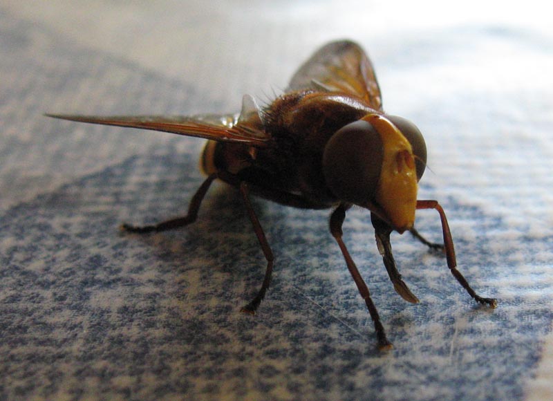 Dvokrilci - Diptera Img_3138