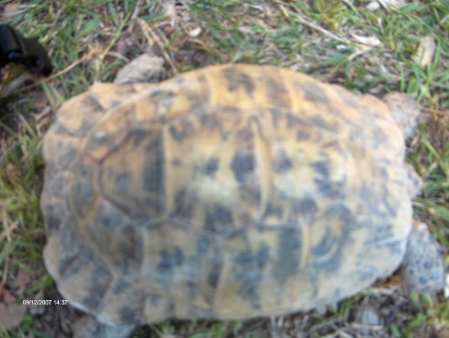 espece de mes tortues Hpim3636