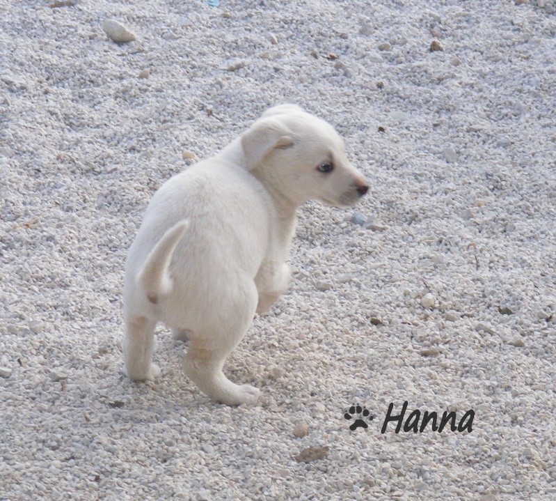 ( ADOPTEE )   HANNA croisé labrador créme femelle environs 2 mois (fa 84) Hanna110
