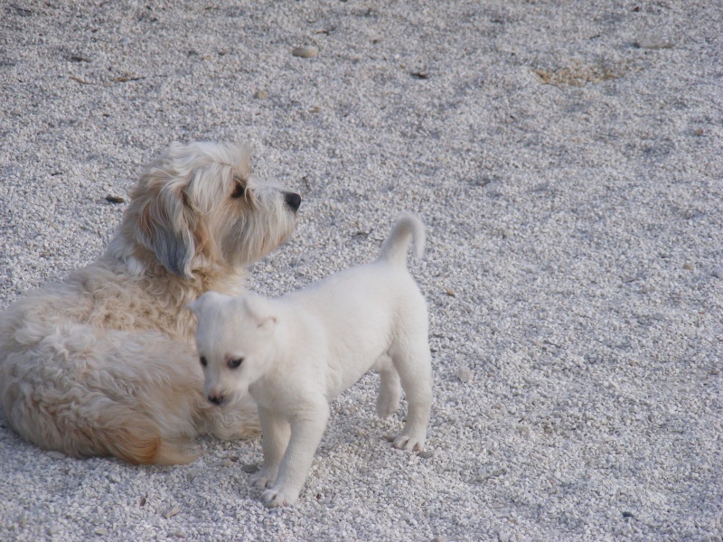 ( ADOPTEE )   HANNA croisé labrador créme femelle environs 2 mois (fa 84) Hanna210