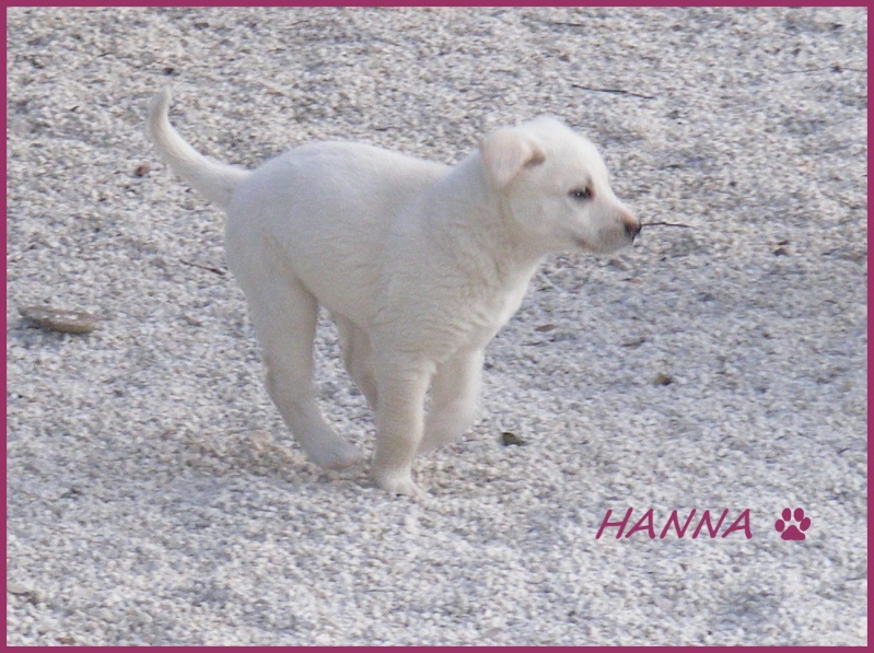 ( ADOPTEE )   HANNA croisé labrador créme femelle environs 2 mois (fa 84) Hanna310