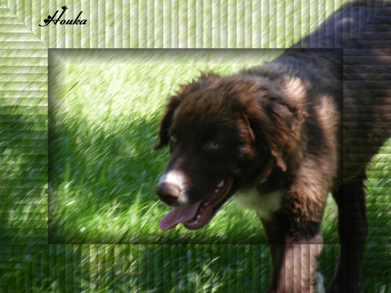 HOUKA de VALENCRU  male  X LANDSEER  environs 3 ans en famille d'accueil 83  (ex FA 84) Hou110