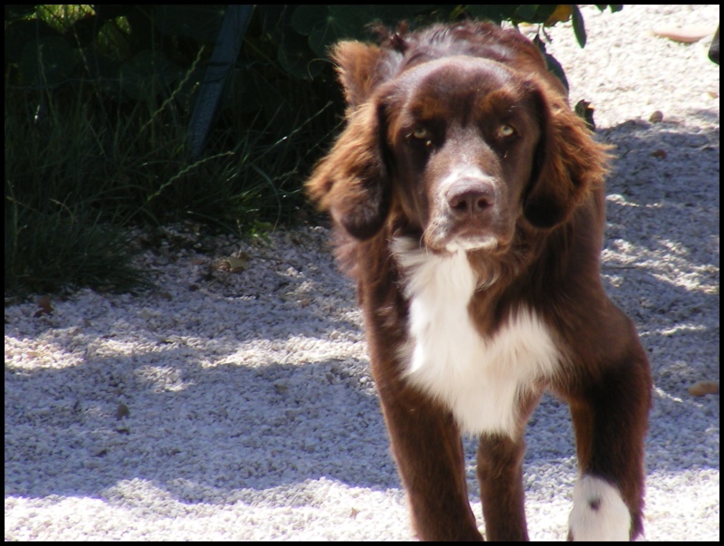 HOUKA de VALENCRU  male  X LANDSEER  environs 3 ans en famille d'accueil 83  (ex FA 84) Houka110