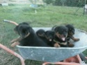 Bbs Rottweiler Rott_b10