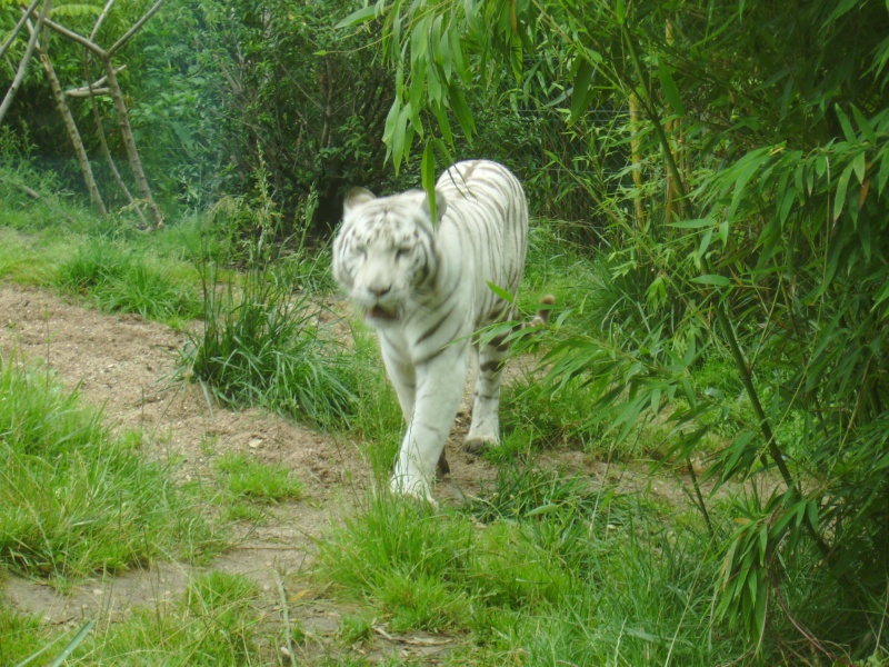 Ma sortie au zoo d'Amneville. Pict0112