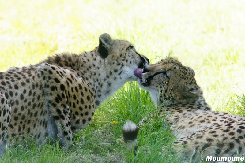 Les animaux domestiques, ou les animaux des zoos et parcs - Page 16 Dsc03921