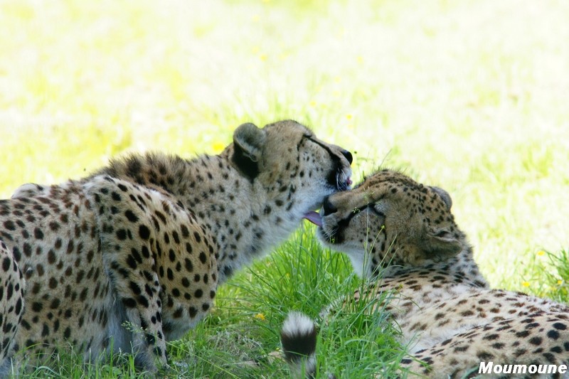 Les animaux domestiques, ou les animaux des zoos et parcs - Page 16 Dsc03924