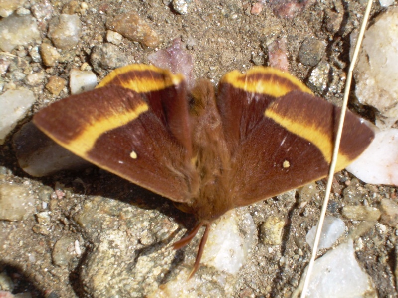 Papillon inconnu Dscn3510