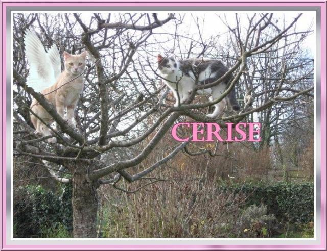Cerise nous a quitté (Au paradis des chats 33) Cerise10
