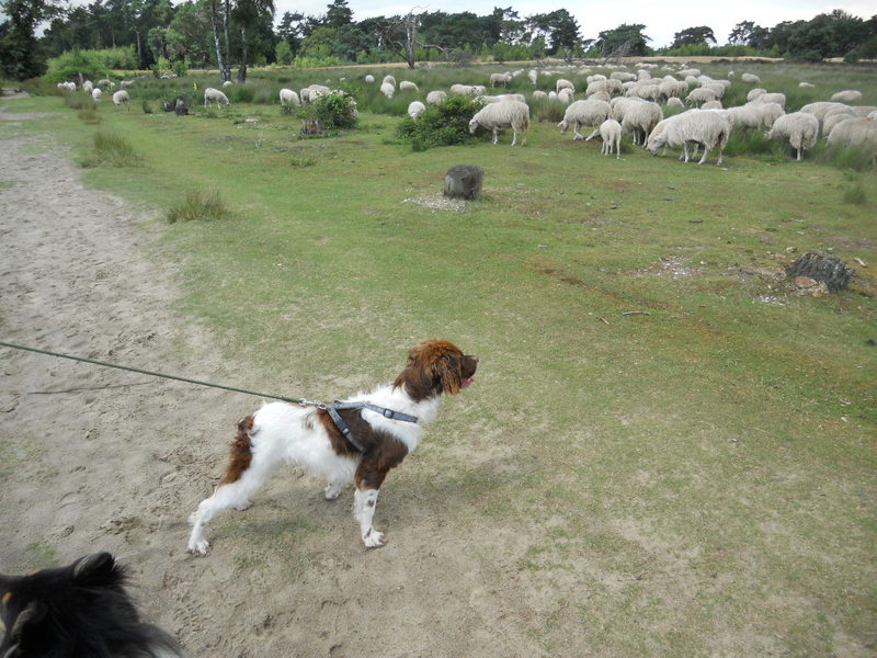 jeune springer spaniel delai 1 er juin - Page 3 Dscn0716