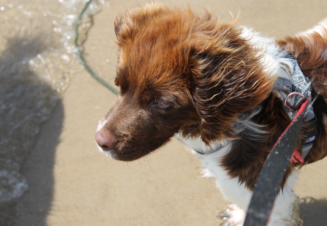 jeune springer spaniel delai 1 er juin - Page 2 Img71910