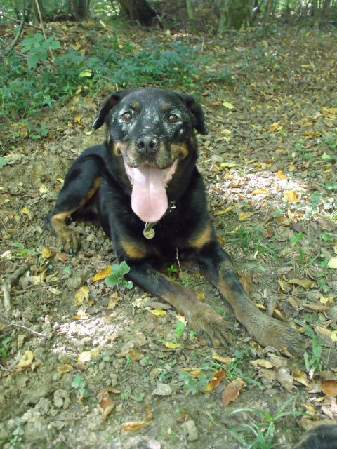 Olaff, rottweiller de 8 ans - Page 3 Dscf3111