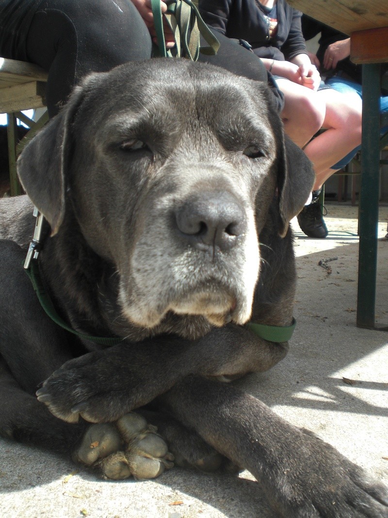 Bruce, cane corso né en mars 2006, castré - refuge SPA d'Amance - Page 2 Marche34