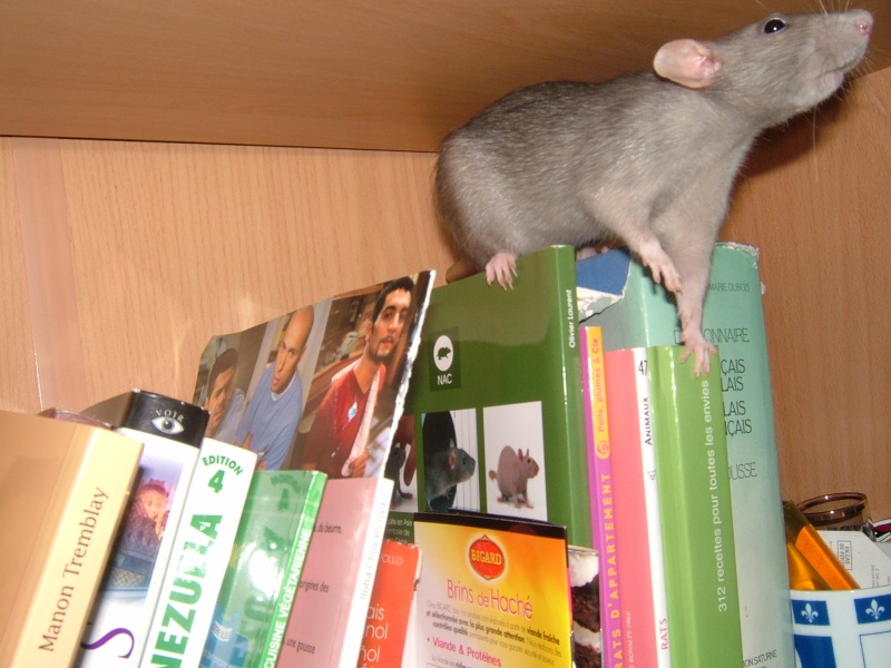 Rat de bibliothèque!! Dscf7210