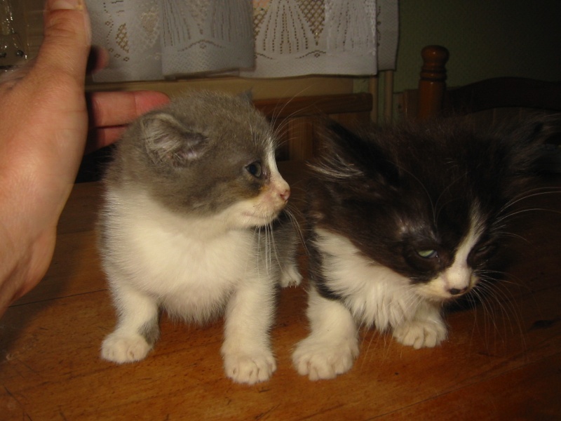donne chatons Img_1923