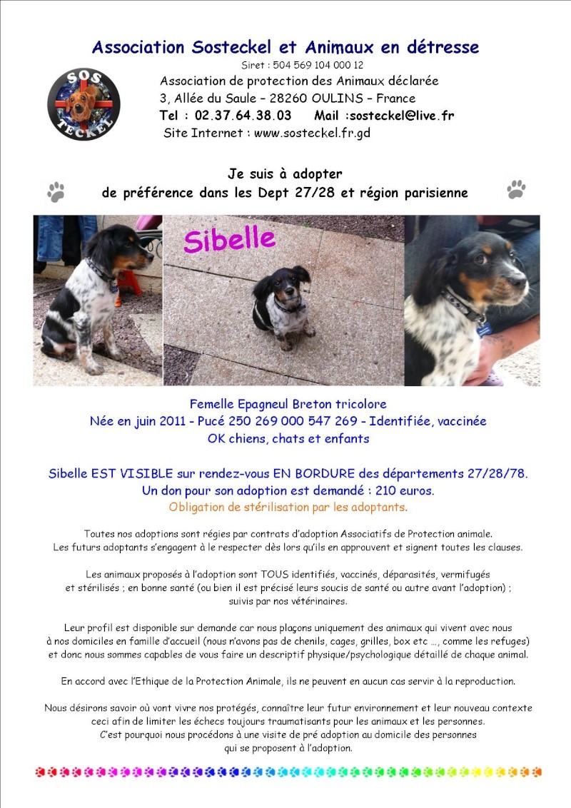 28 - Sibelle - chiot Femelle épagneul breton - [A Parrainer - A adopter]    Annonc15