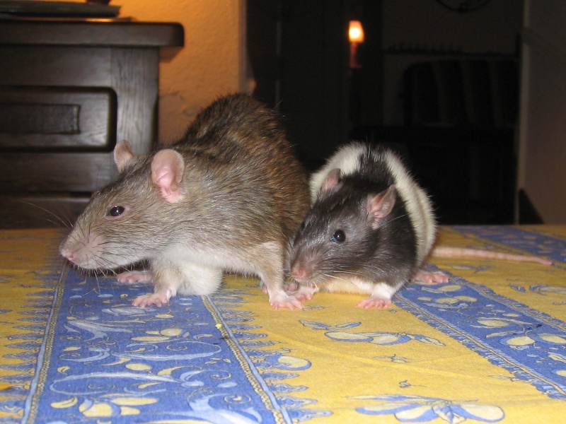 Ratou & Kiwi Img_0218