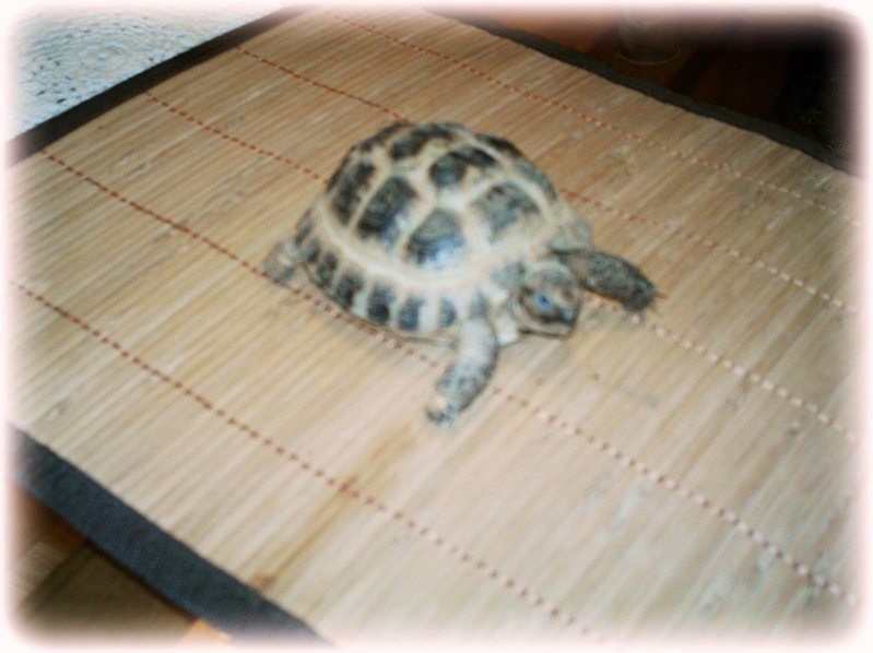 ma tortue de terre Caroline, elle a 03 ans, une pure merveille de douceur!!!!! Divers10