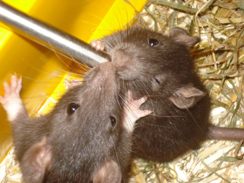 Mes new rats^^ Dsc01710