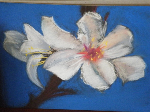 Fleur  Pastel sec Dscf8615
