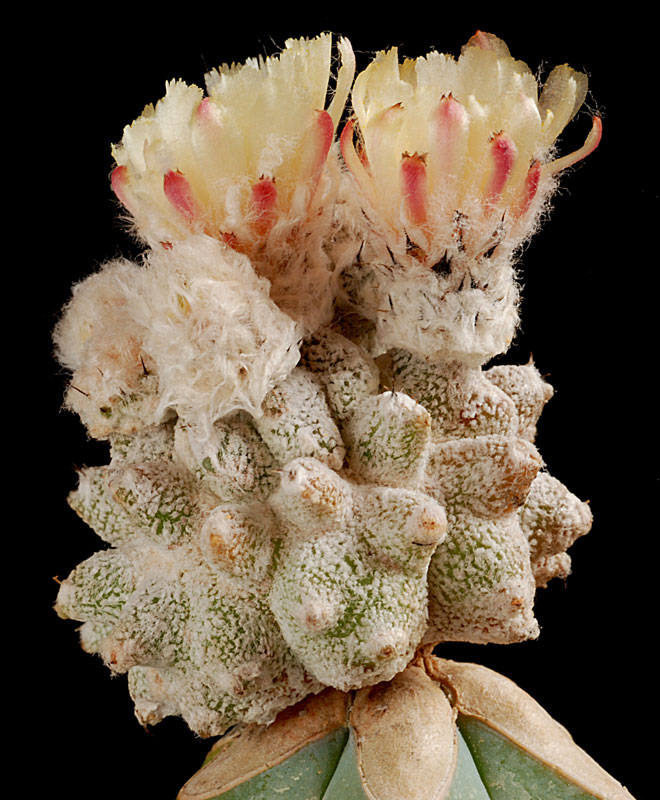 Astrophytum myriostigma lotusland  1110