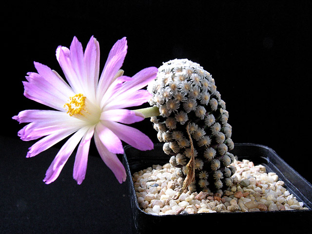 Mammillaria theresae 14-07-22