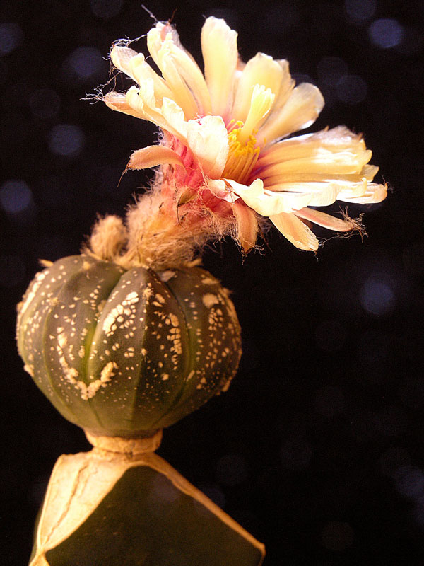 Greffe d'Astrophytum astérias 27-07-14