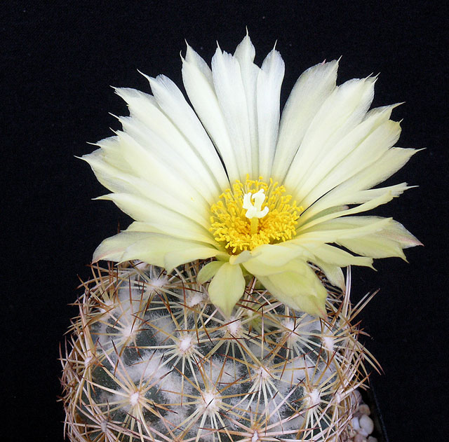 Coryphantha compacta 28-07-10