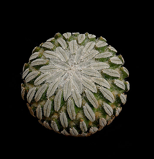 Pelecyphora aselliformis 7118