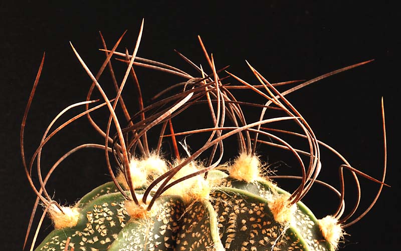 Les épines de cactus ... explications 818