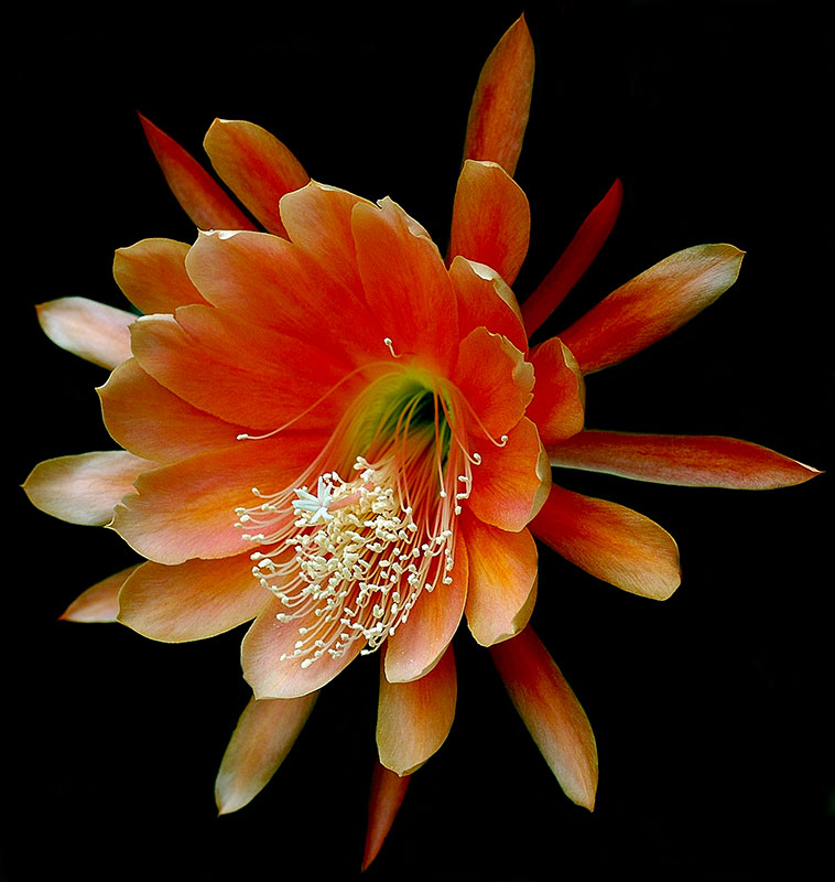 Epiphyllum  Epiphy10