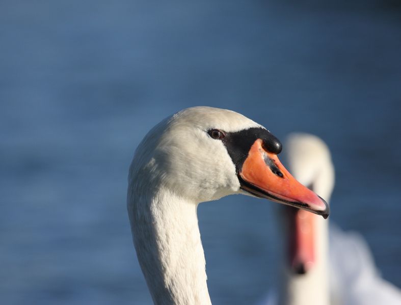 cygne Img_0112