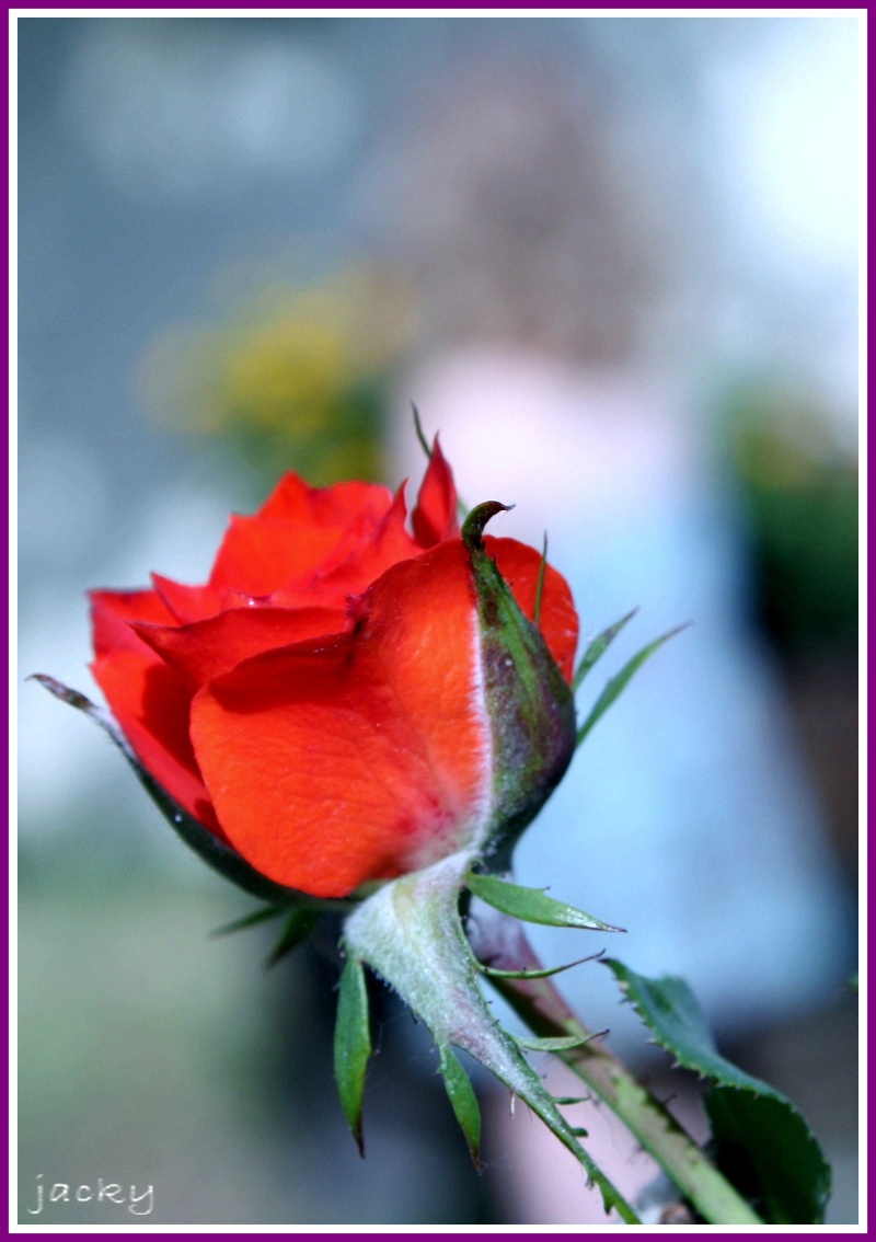 naissance  d'une rose Canon_10