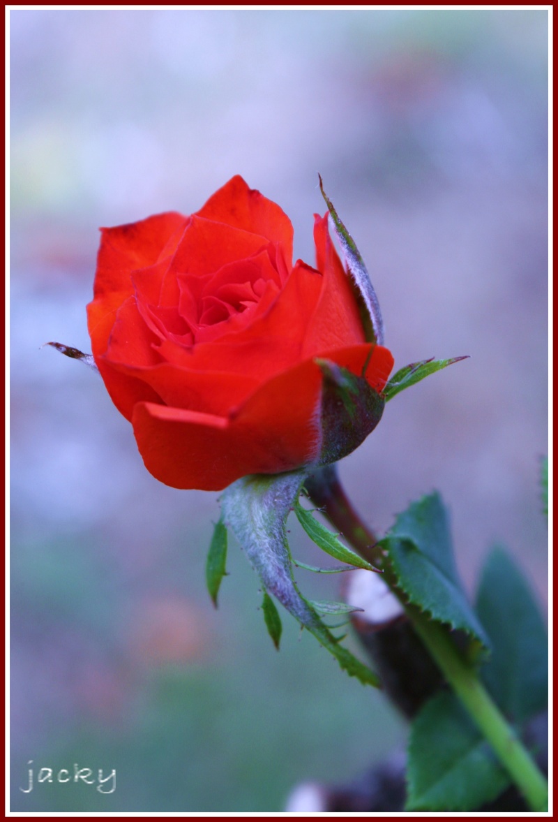naissance  d'une rose Canon_11