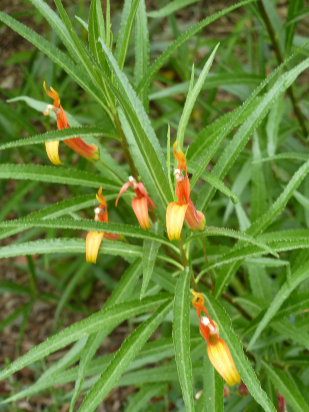 Lobelia laxiflora P1270820