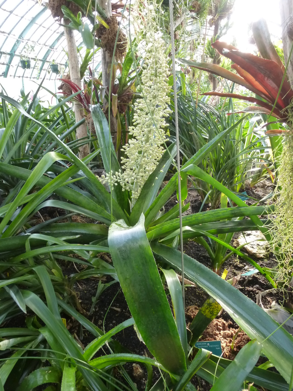 Aechmea araneosa P1290811