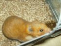 mon hamster Hpim1111