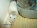 mon hamster Hpim1112