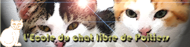 Creer Un Forum Forum L Ecole Du Chat Libre De P