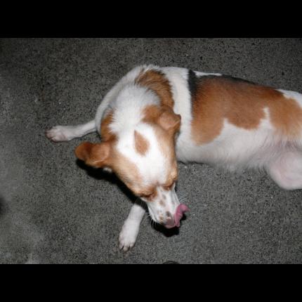 BRIDGET, beagle femelle (29) 33876_10