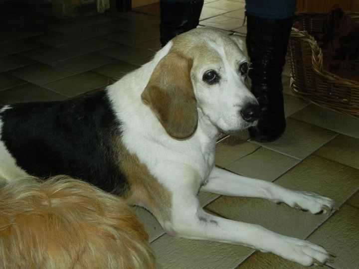 PATTO, croisé beagle mâle,  10 ans (25) 42810110