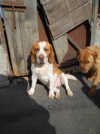 DIOUCK, beagle mâle, 3 ans (59) Dscn0411